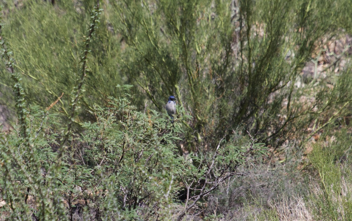 Woodhouse's Scrub-Jay - ML644087383