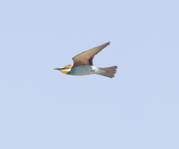European Bee-eater - ML644087387
