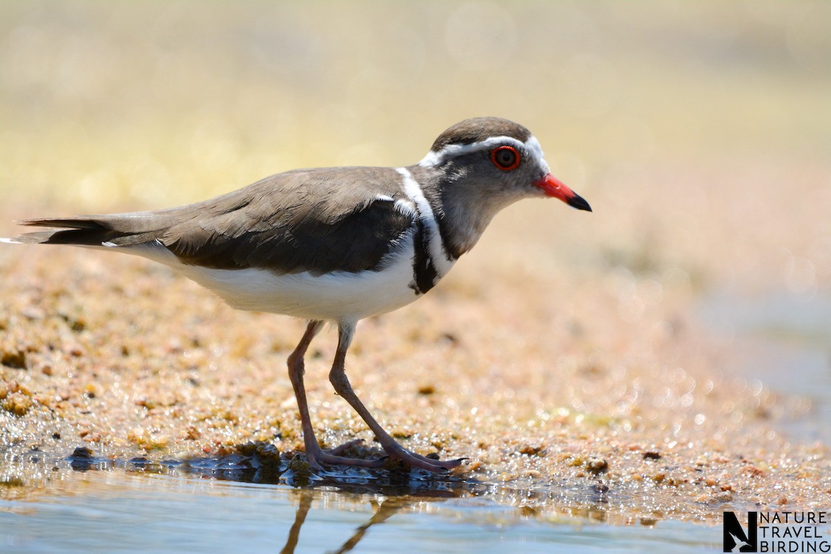 Three-banded Plover (African) - ML644087406