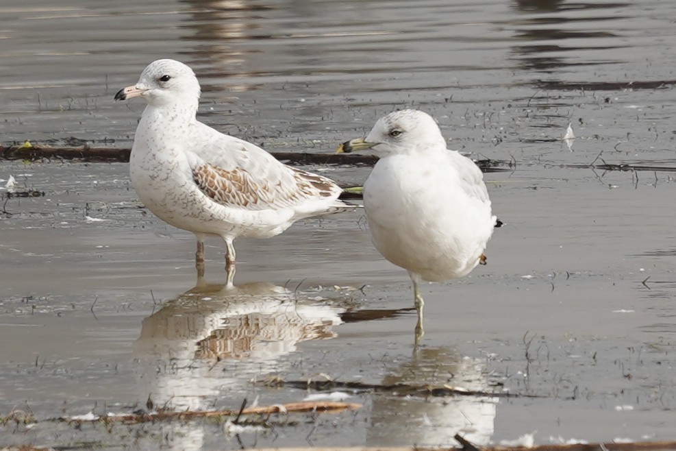 Ring-billed Gull - ML644087407