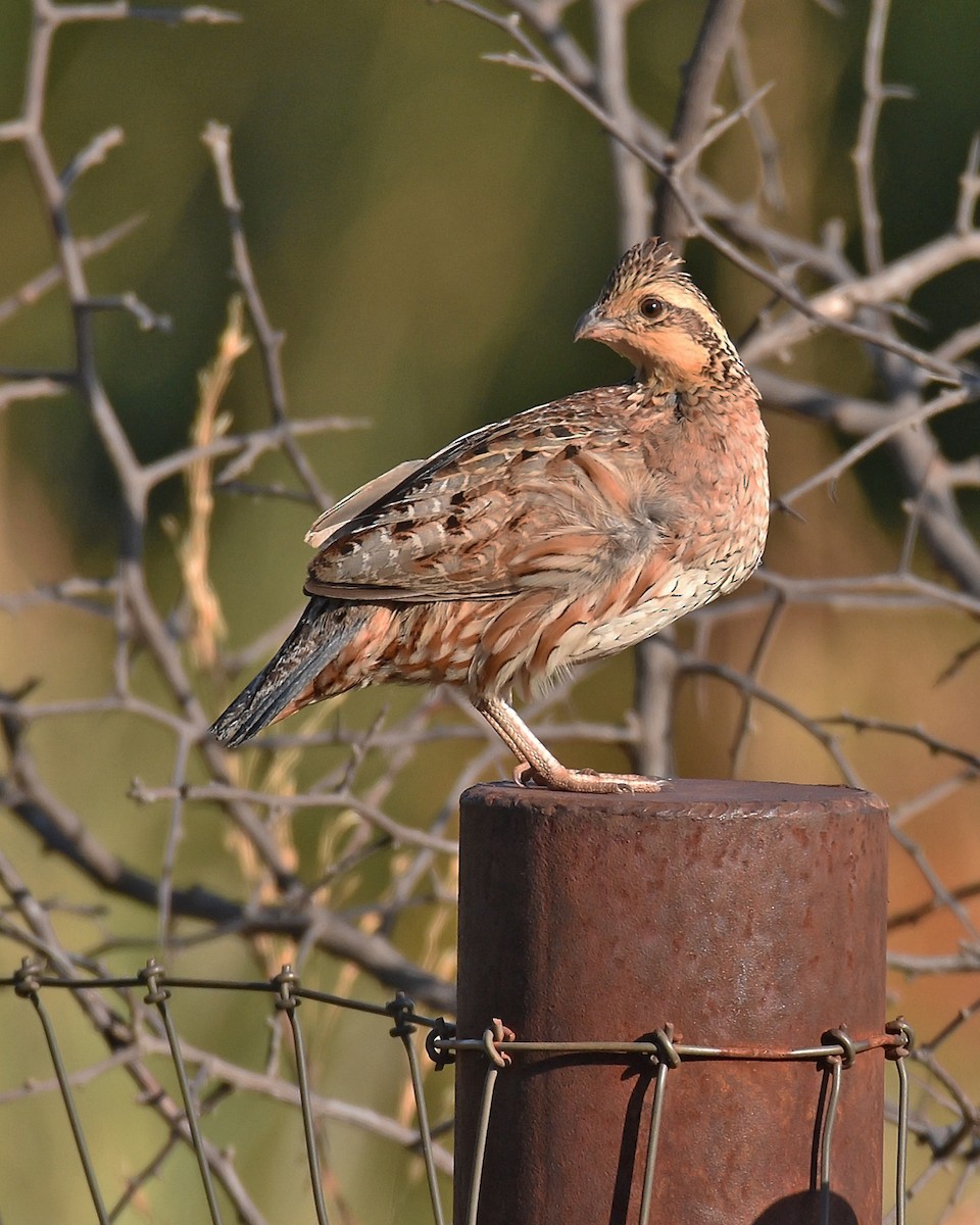 Northern Bobwhite - ML64408741