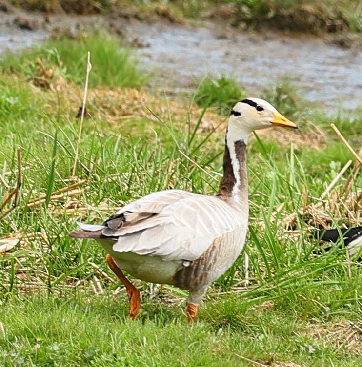 Хээрийн галуу - ML644087411