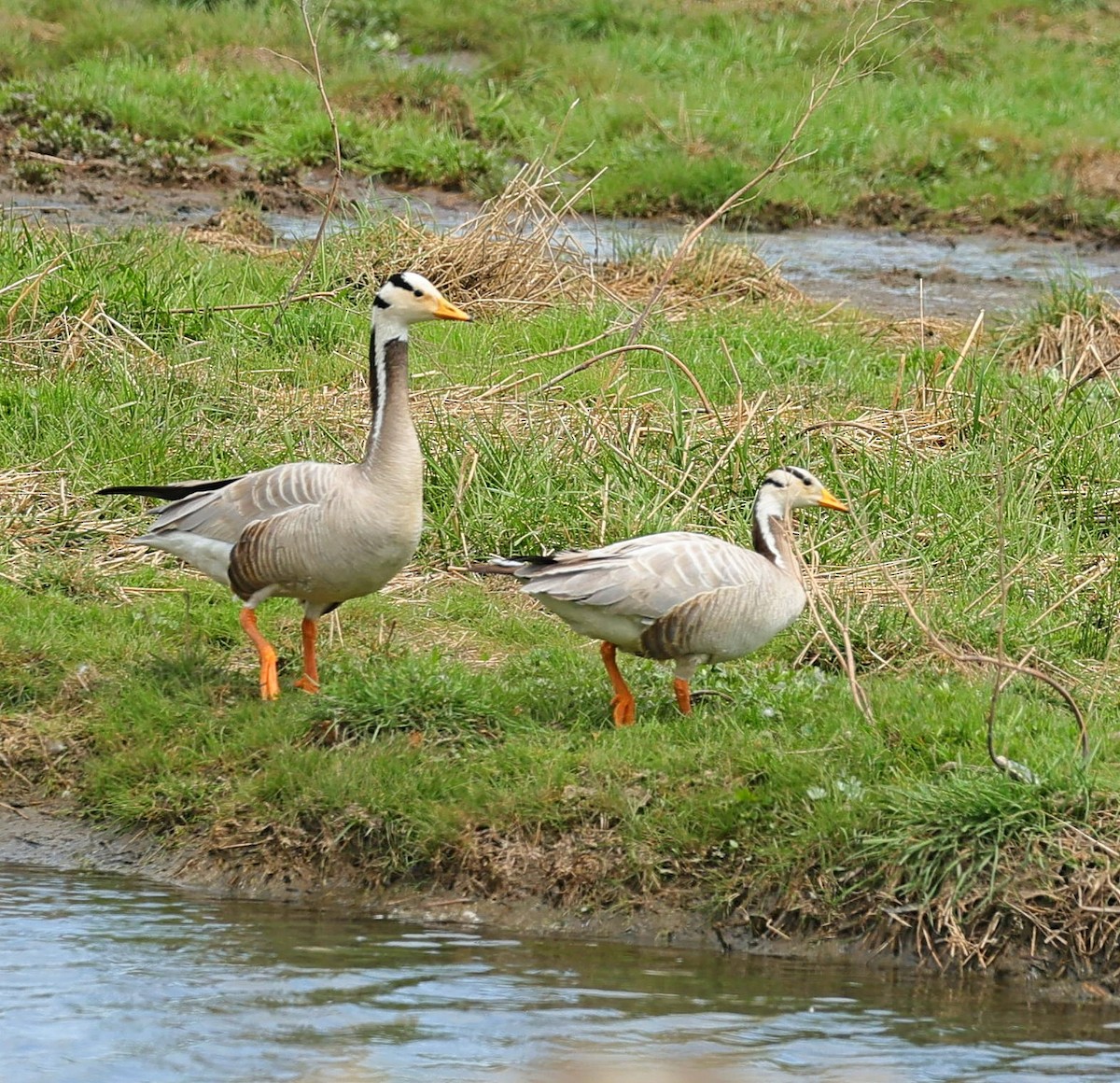 Хээрийн галуу - ML644087412