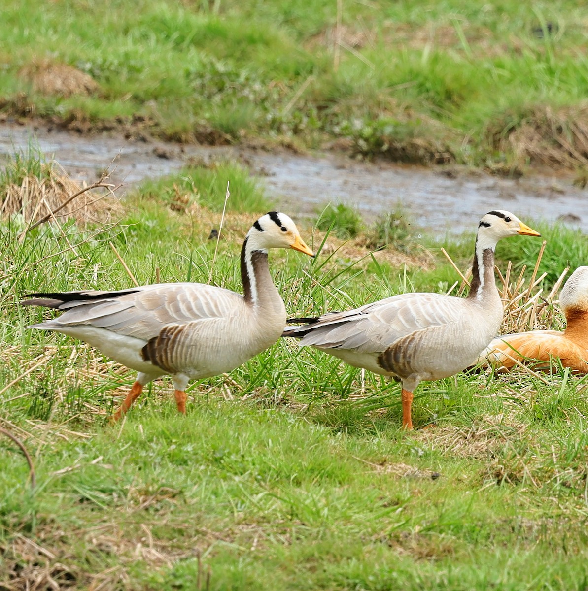 Хээрийн галуу - ML644087413