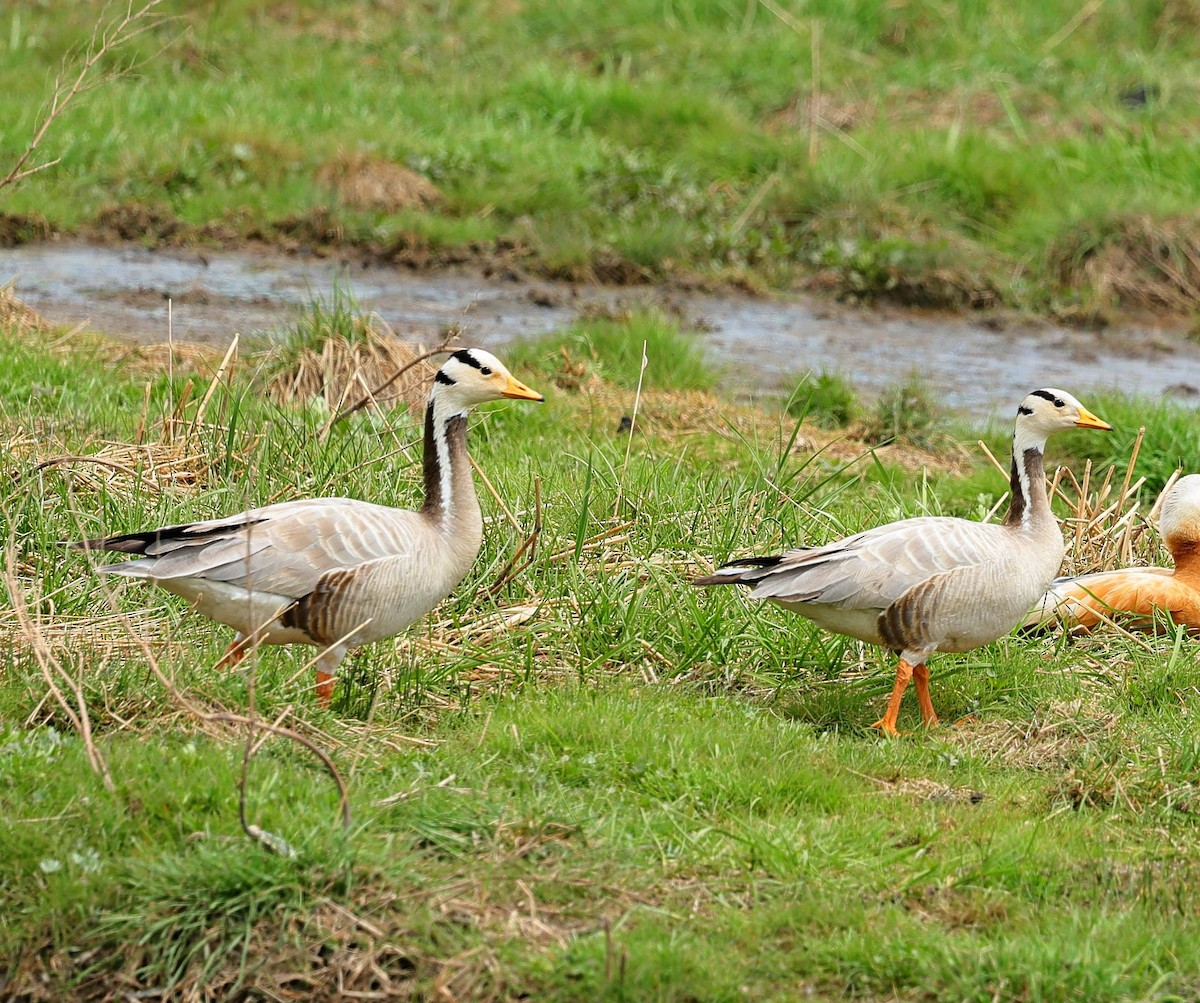 Хээрийн галуу - ML644087414