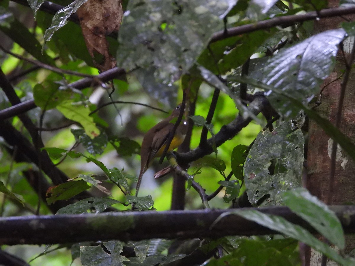Graceful Black-throated Trogon - ML644087429