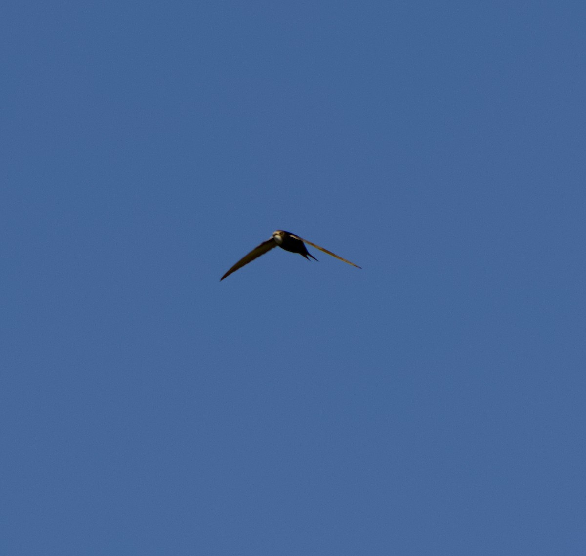 Common Swift - ML644087430