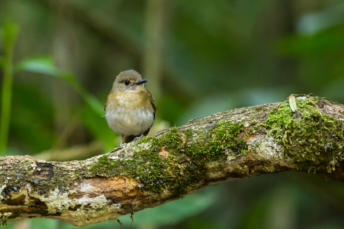 オリーブミツリンヒタキ - ML644087442