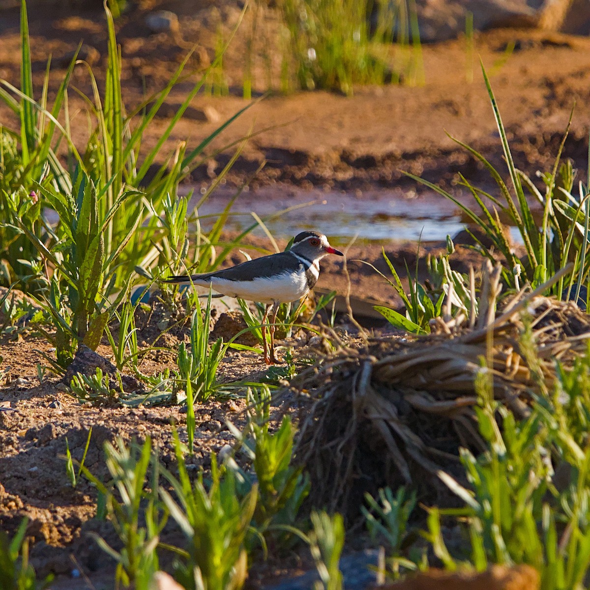 Three-banded Plover - ML644087445