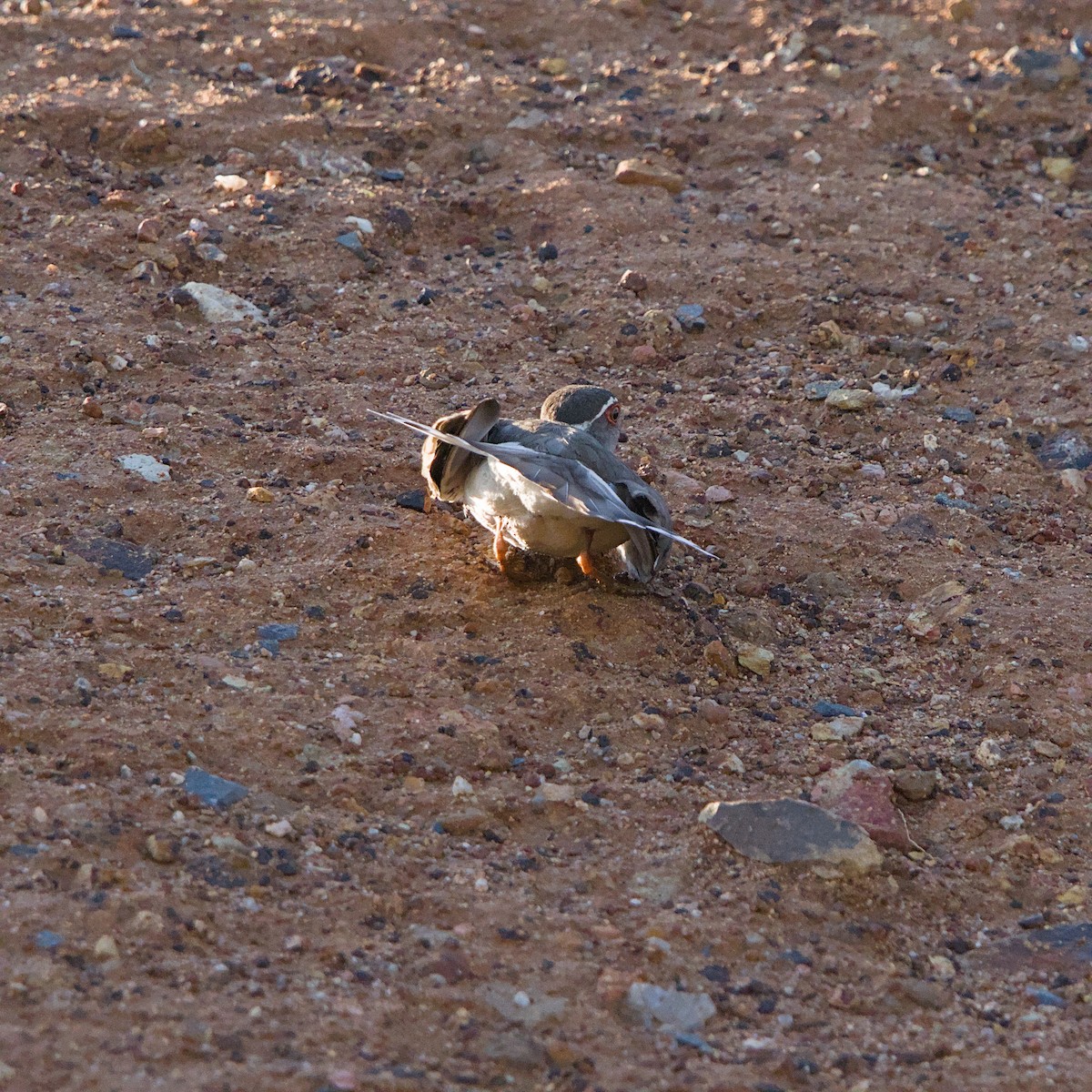 Three-banded Plover - ML644087446