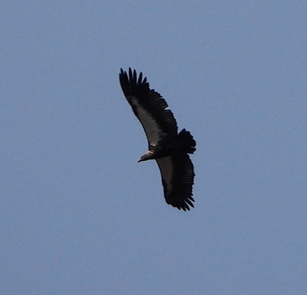 White-rumped Vulture - ML644087454