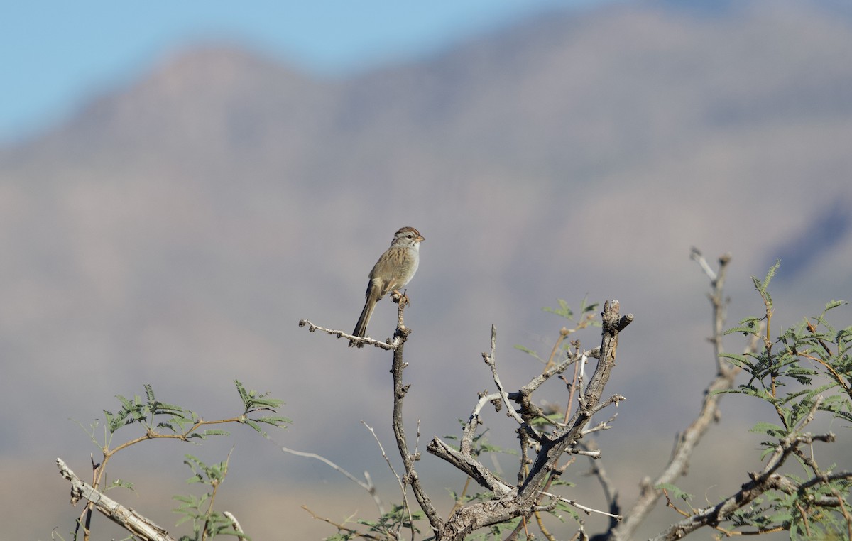 Rufous-winged Sparrow - ML644087463