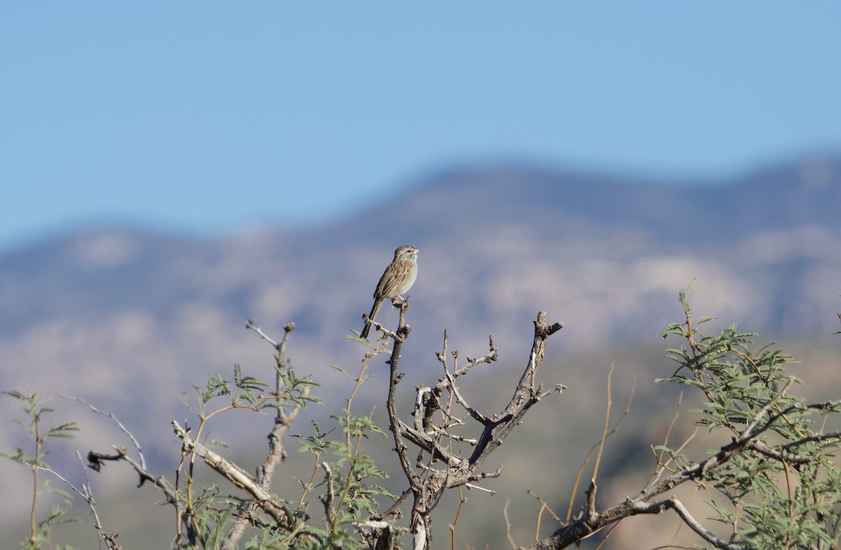 Rufous-winged Sparrow - ML644087464
