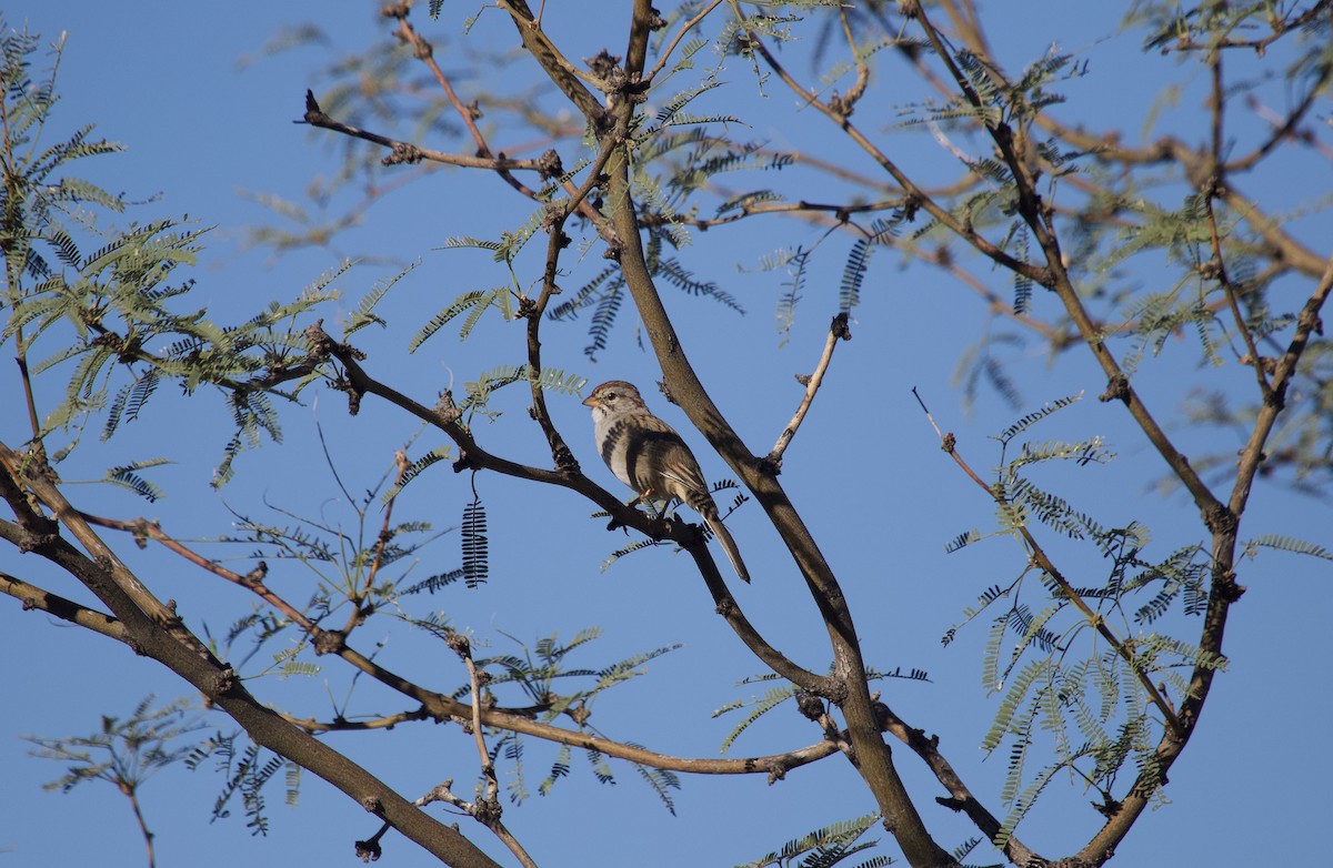 Rufous-winged Sparrow - ML644087465