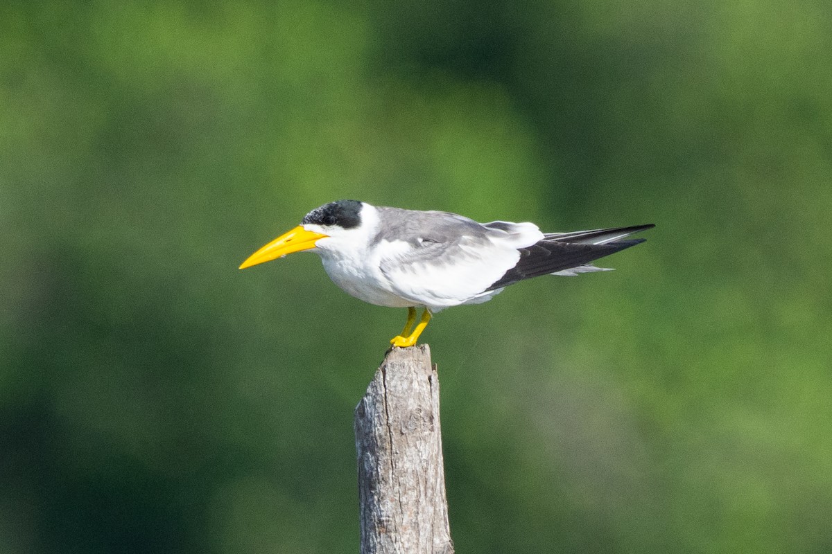 Large-billed Tern - ML644087487