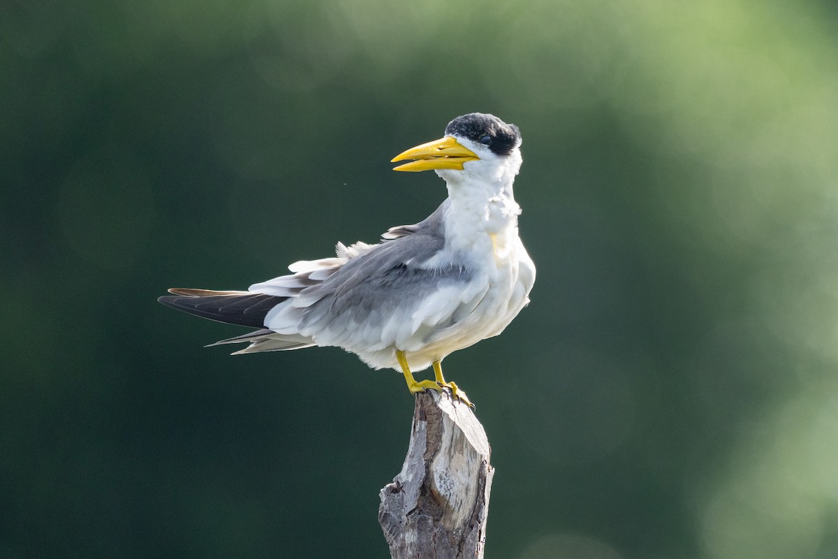 Large-billed Tern - ML644087488