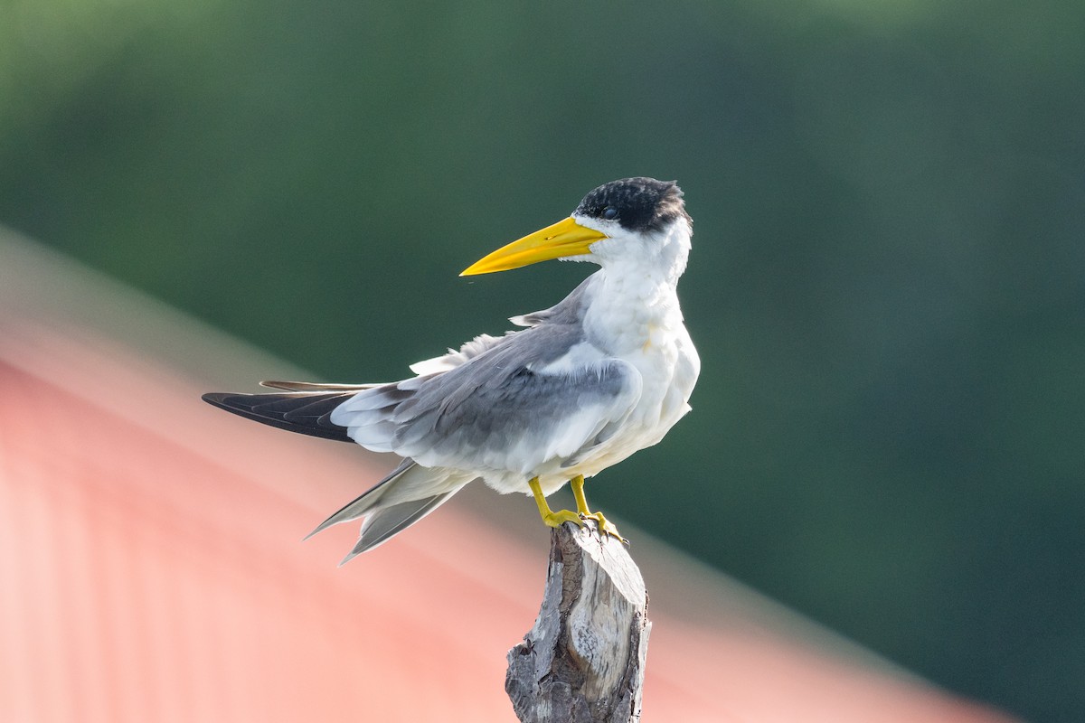 Large-billed Tern - ML644087489