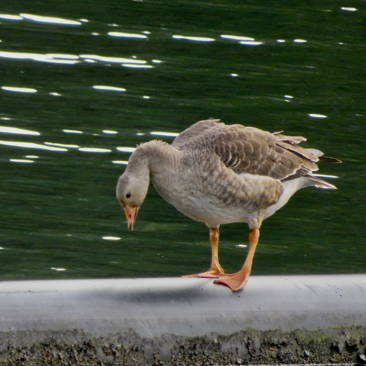 Graylag Goose (Domestic type) - ML644087494