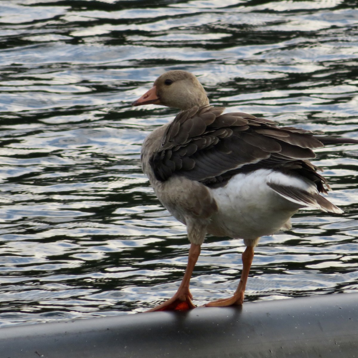 Graylag Goose (Domestic type) - ML644087498