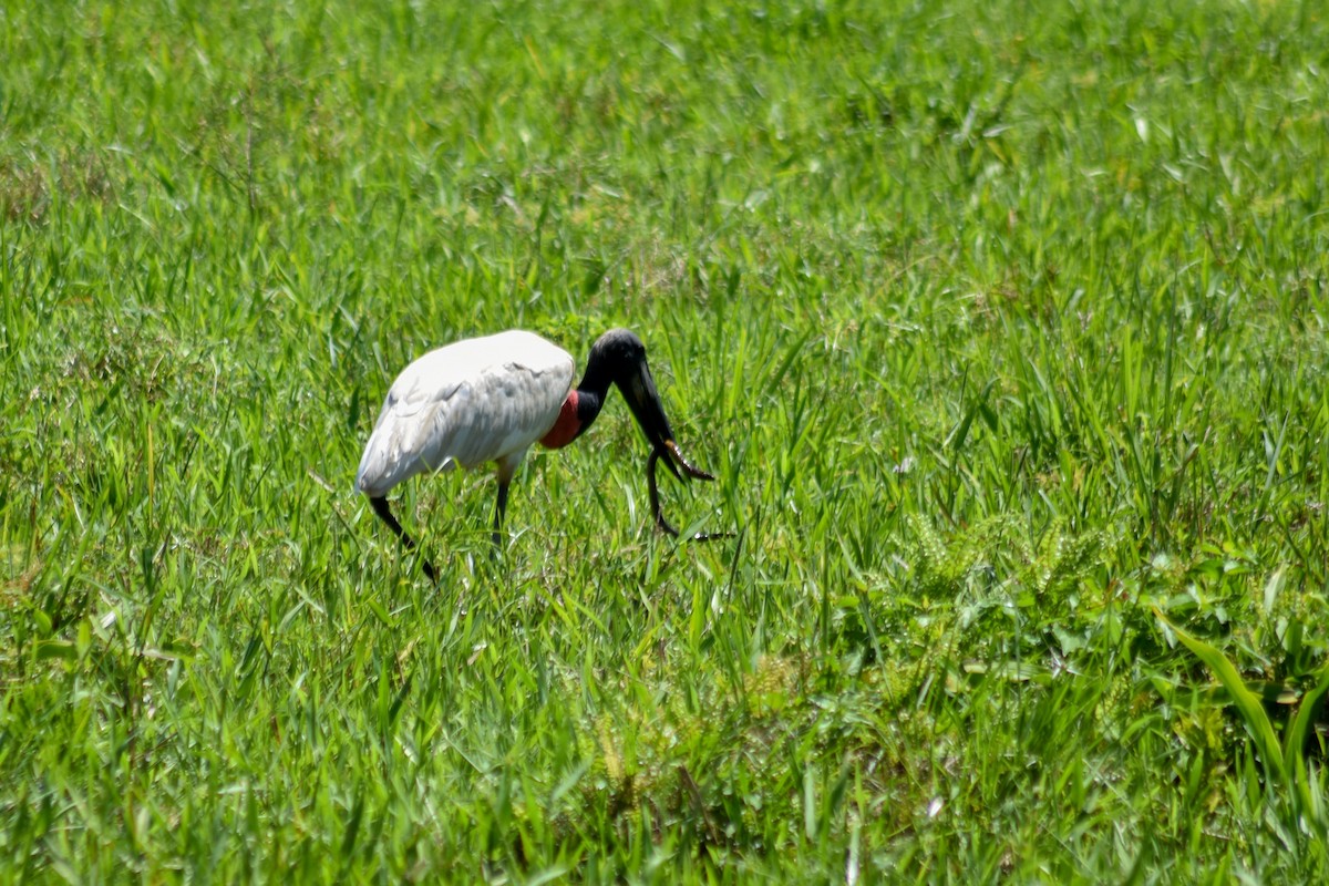 Jabiru - ML644087502