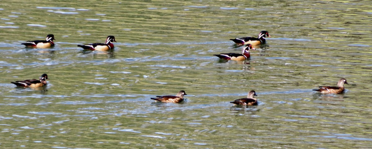 Wood Duck - ML644087503