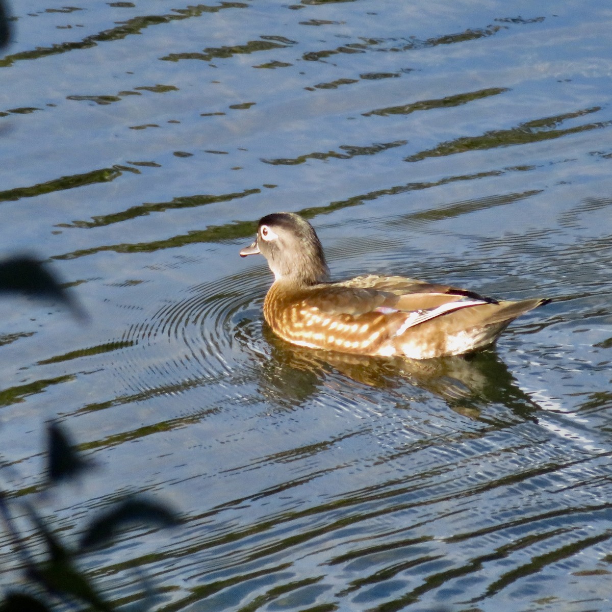 Wood Duck - ML644087508