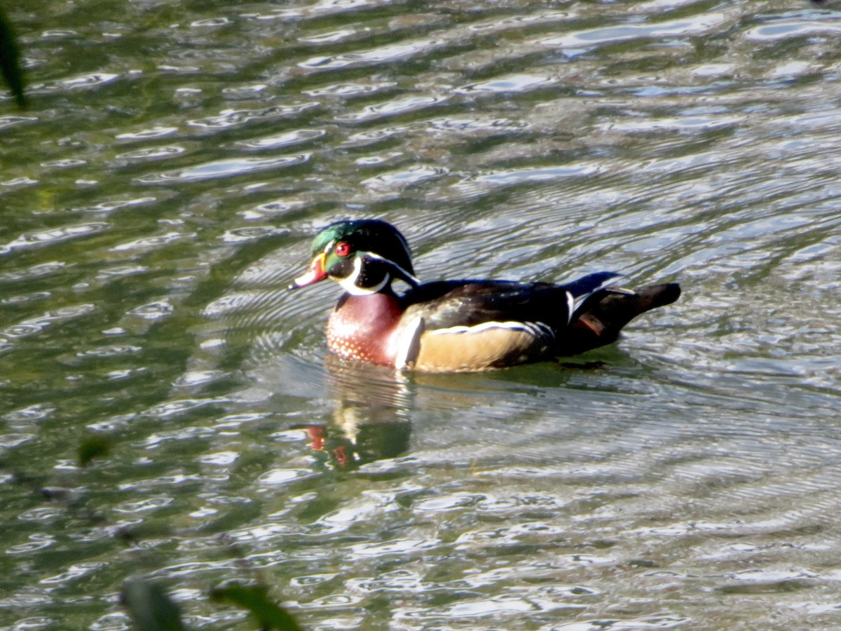 Wood Duck - ML644087515