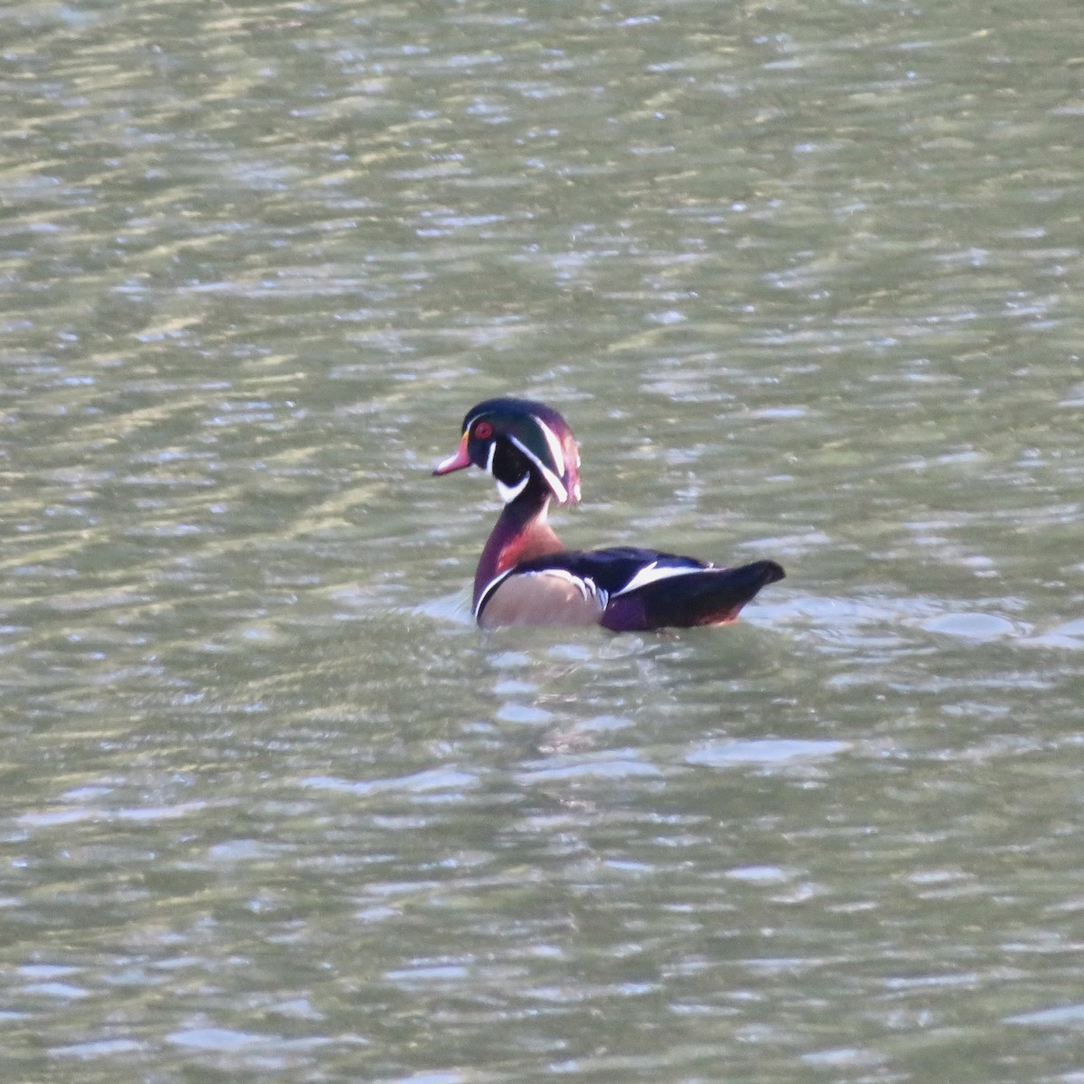 Wood Duck - ML644087520