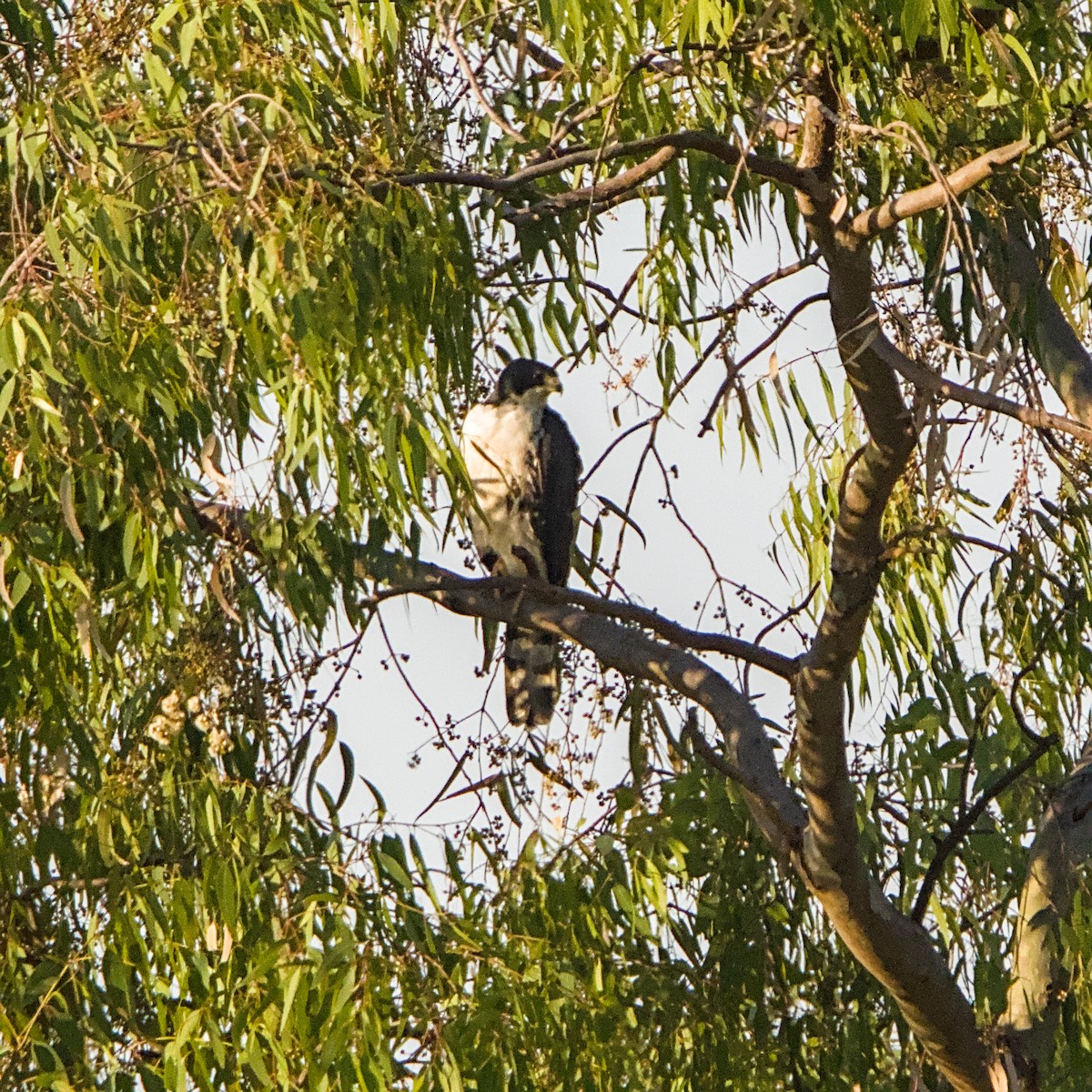 Black Goshawk - ML644087522