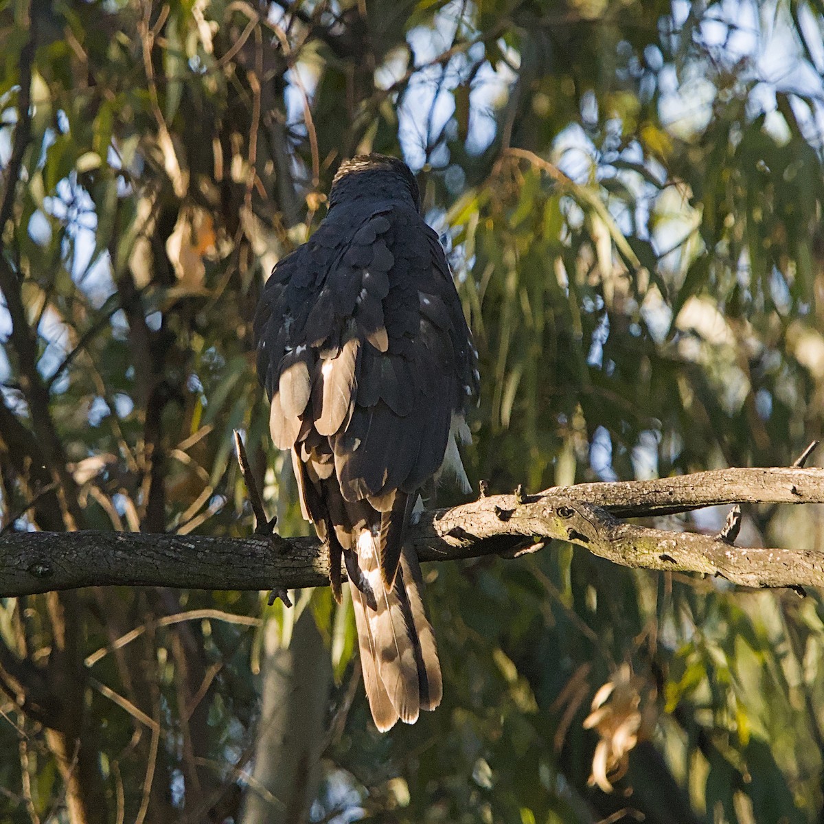 Black Goshawk - ML644087523