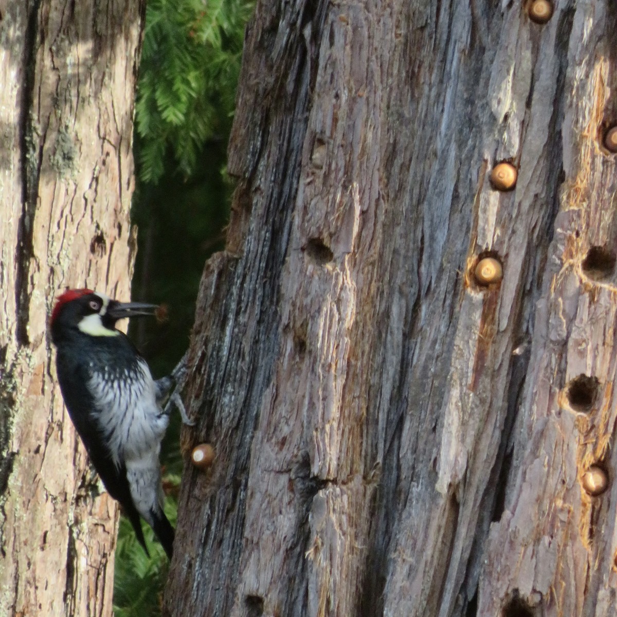 Acorn Woodpecker - ML644087524