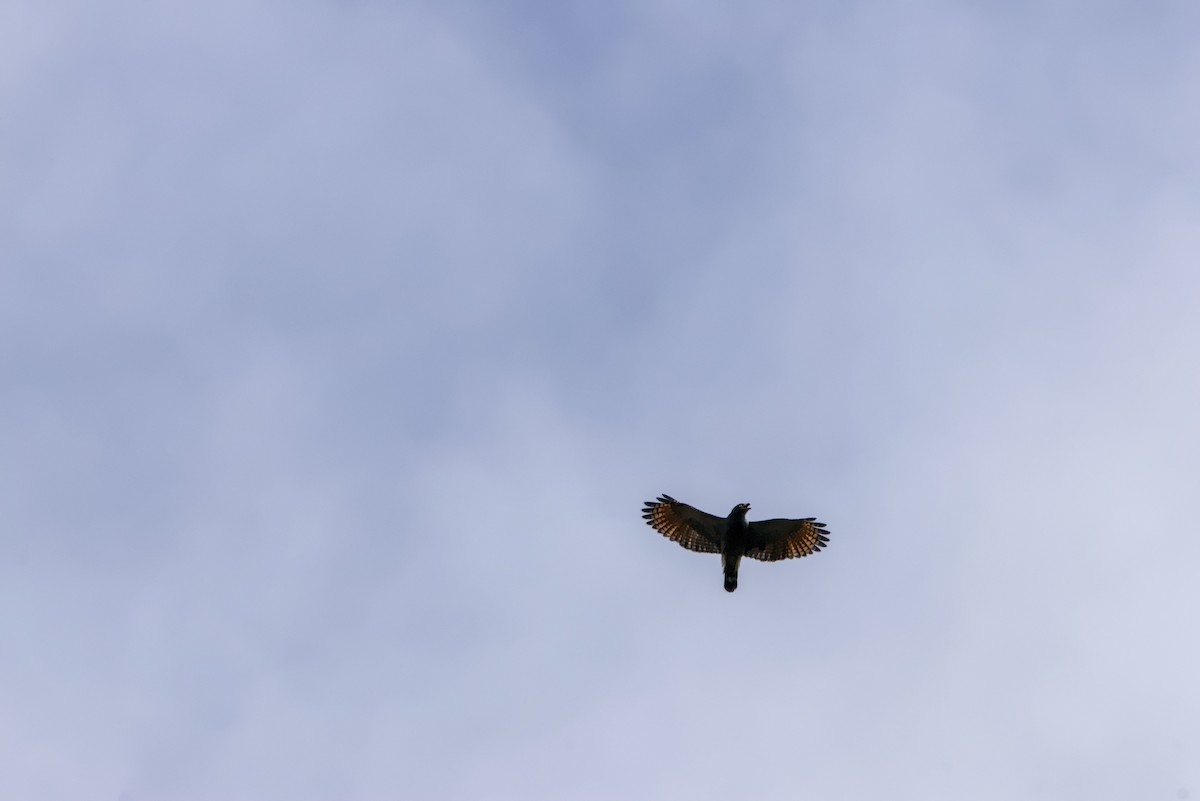 Roadside Hawk - ML644087525