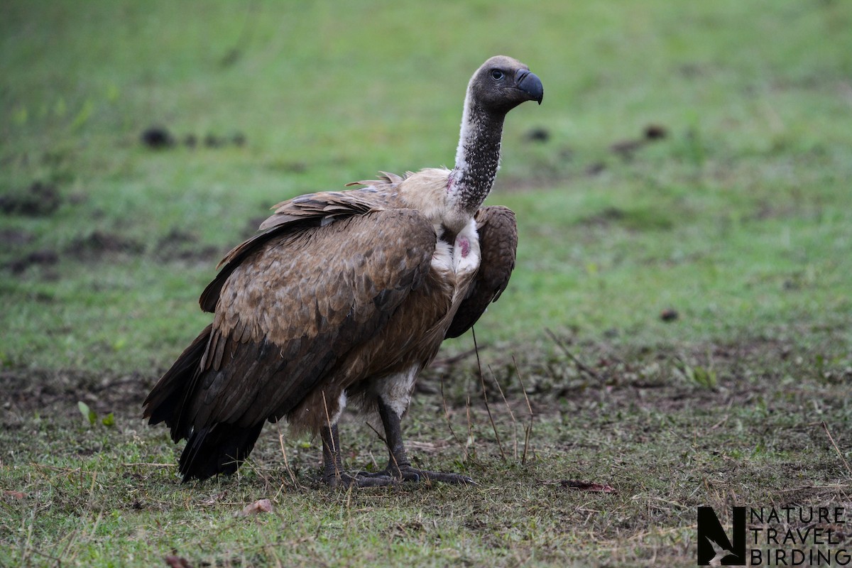 White-backed Vulture - ML644087527