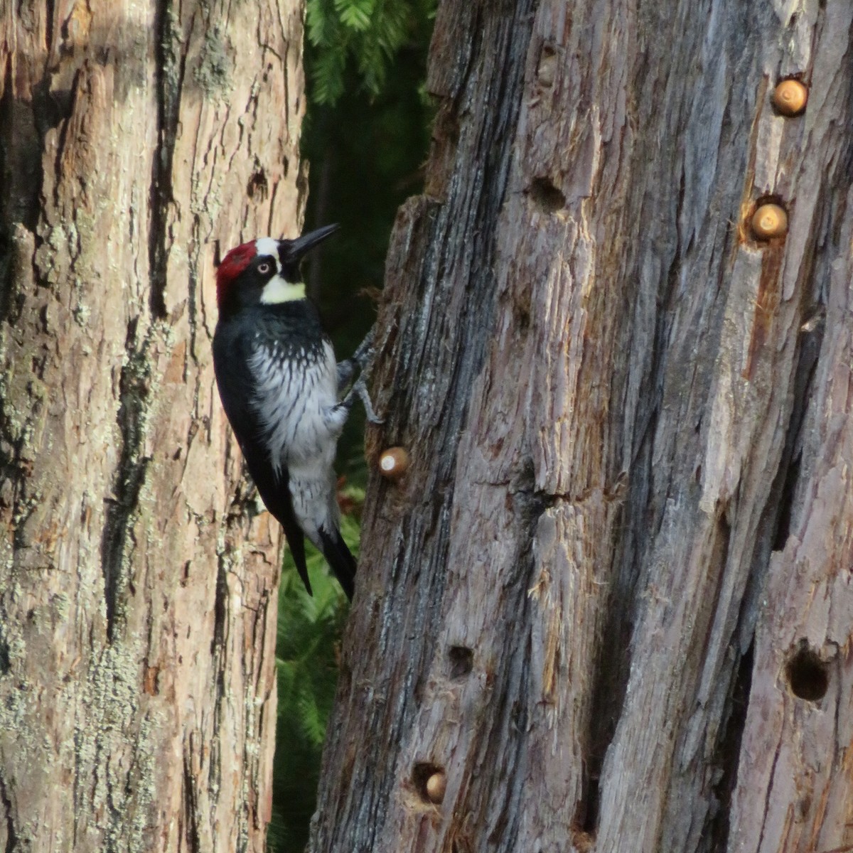 Acorn Woodpecker - ML644087532