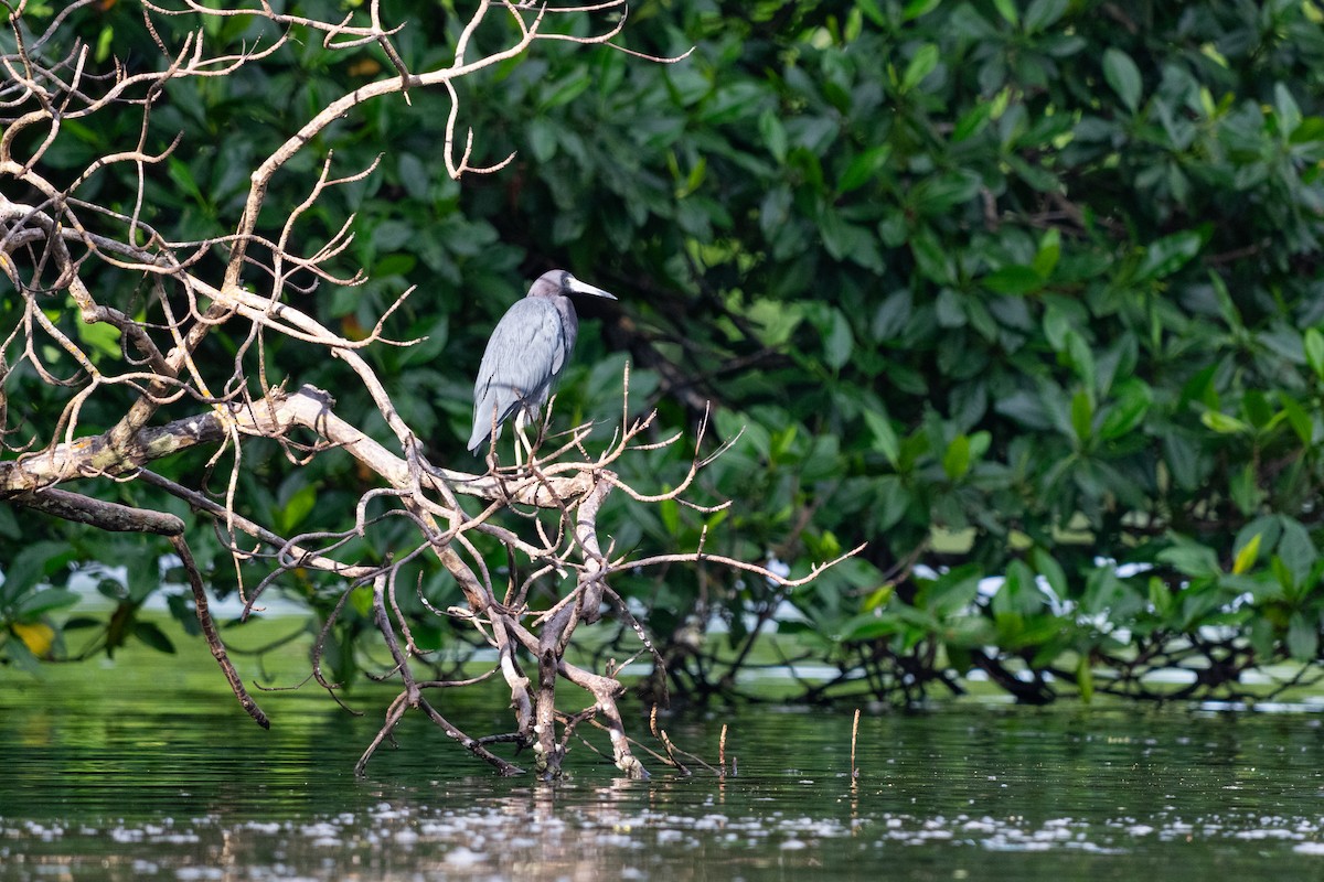 Little Blue Heron - ML644087548