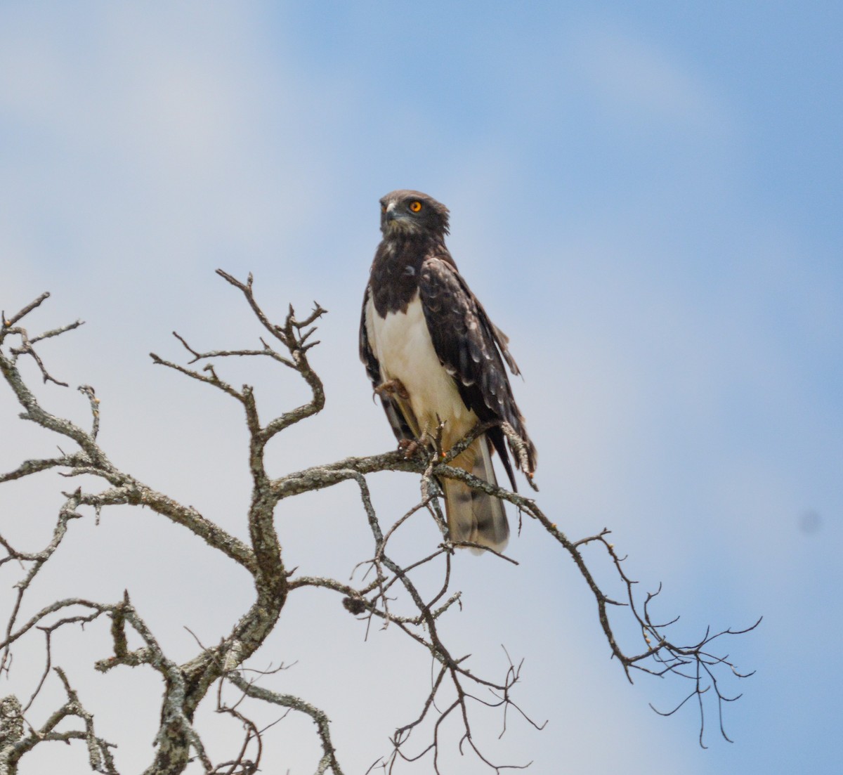 svartbrystslangeørn - ML644087564