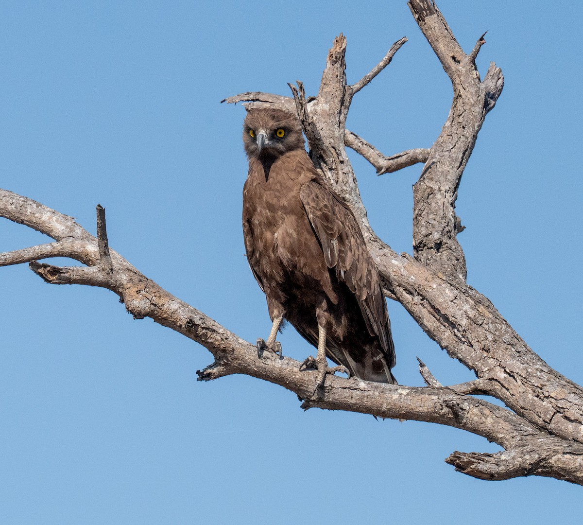 Brown Snake-Eagle - ML644087569