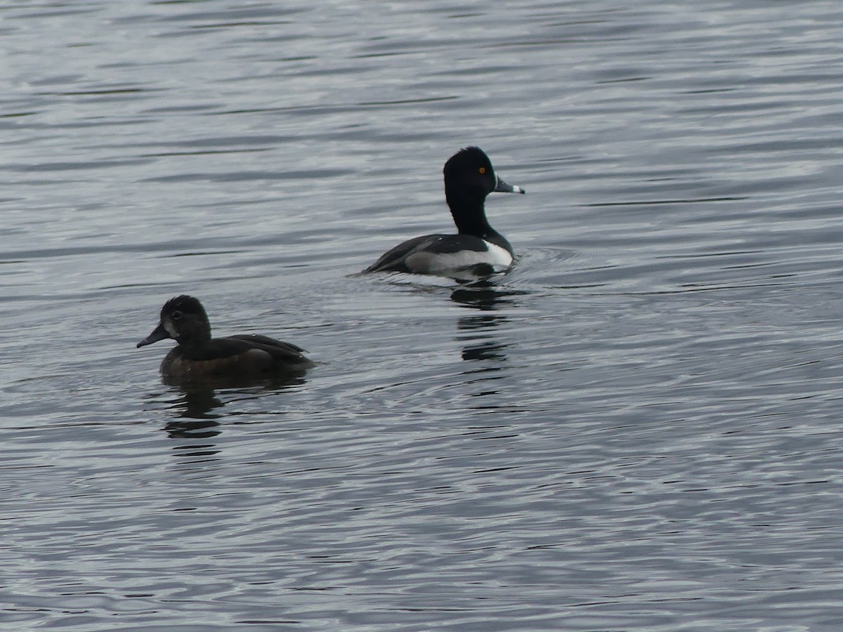 ringand - ML644087583