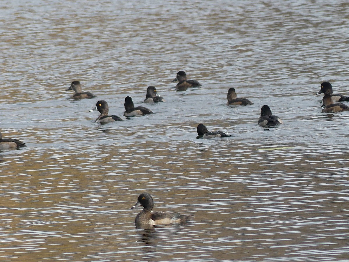 ringand - ML644087584