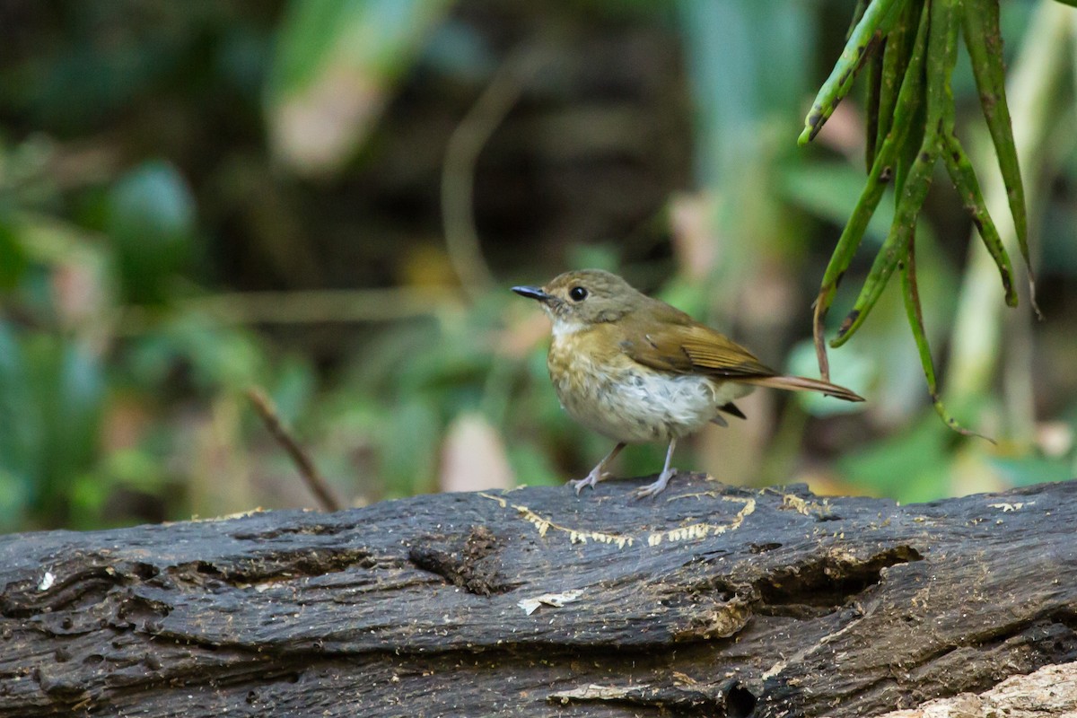 オリーブミツリンヒタキ - ML644087602