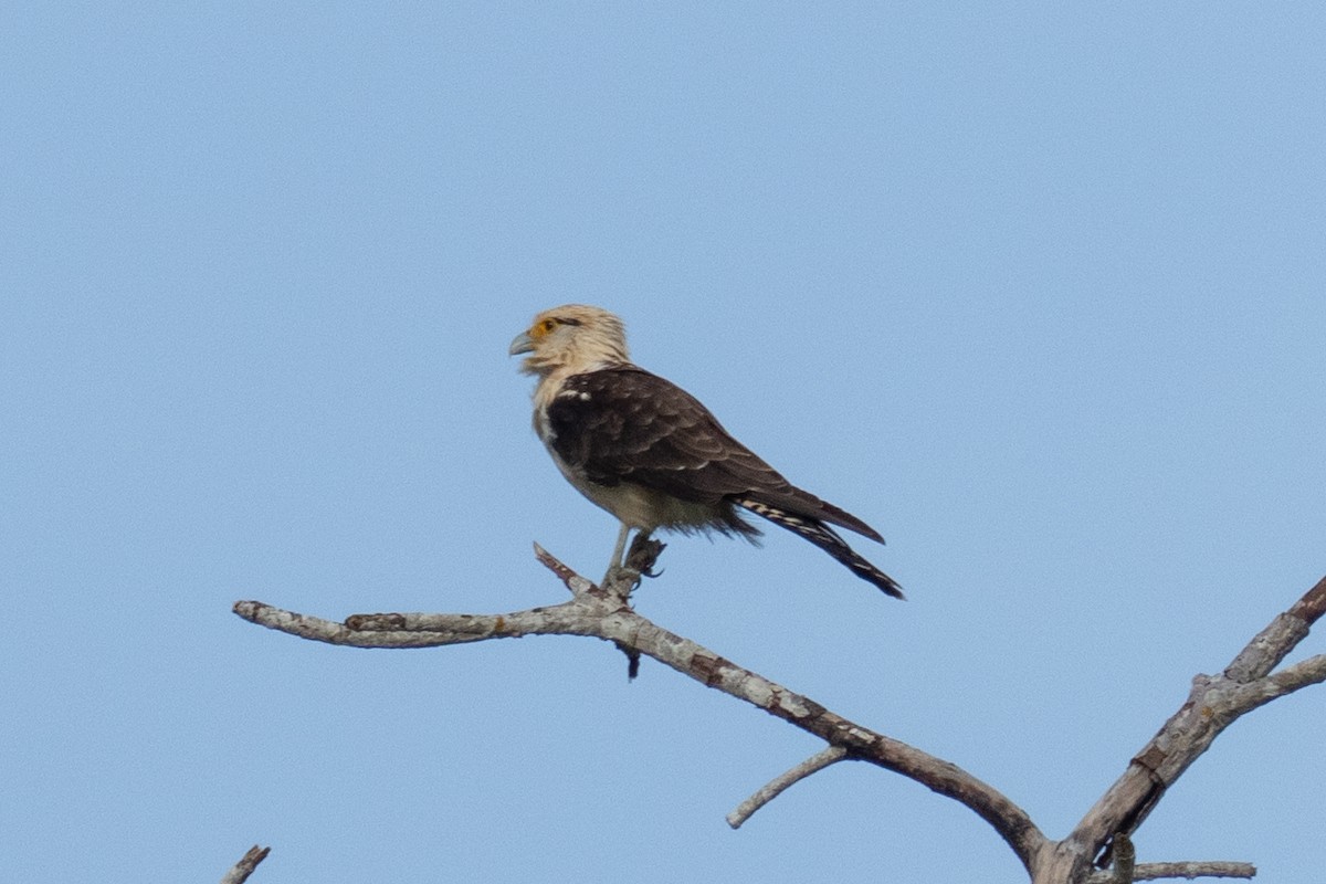 Yellow-headed Caracara - ML644087629