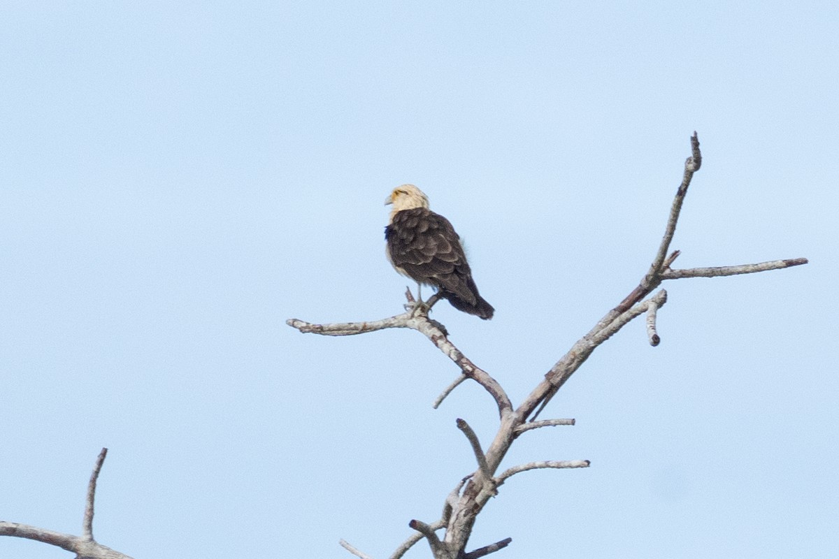 Yellow-headed Caracara - ML644087630