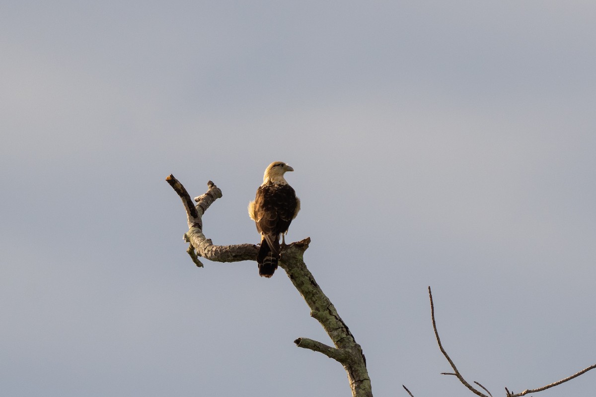 Yellow-headed Caracara - ML644087631