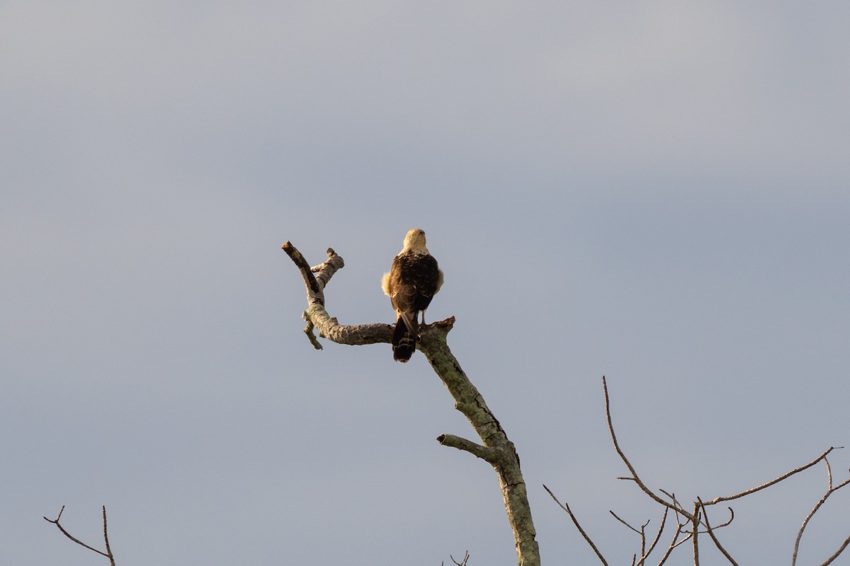 Yellow-headed Caracara - ML644087632