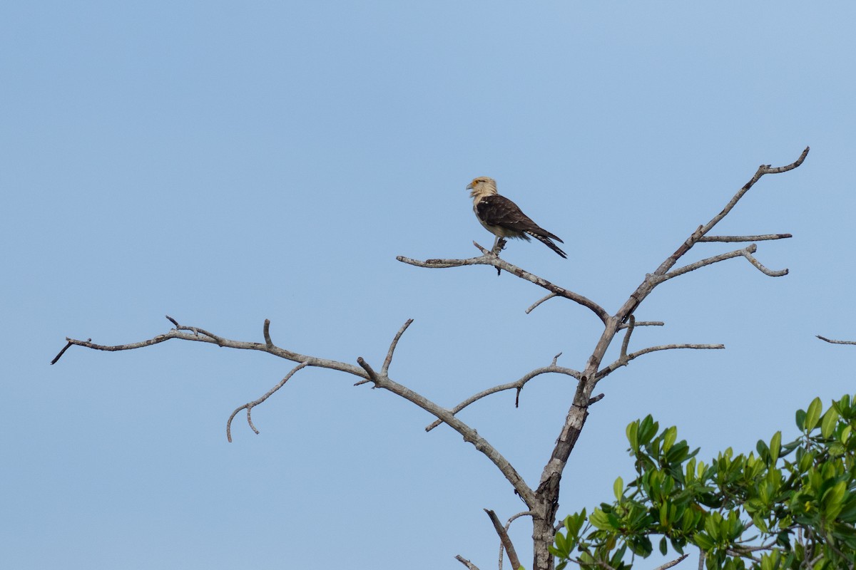 Yellow-headed Caracara - ML644087633