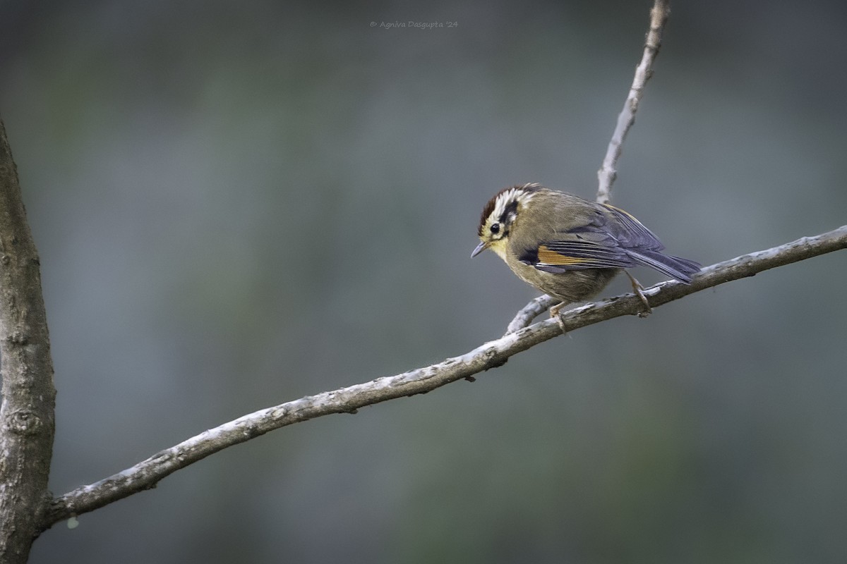 Rufous-winged Fulvetta - ML644087634