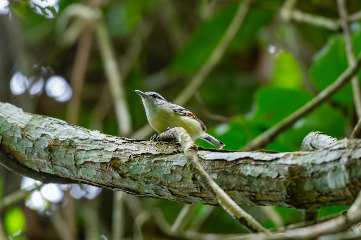 Rusty-winged Antwren - ML644087647