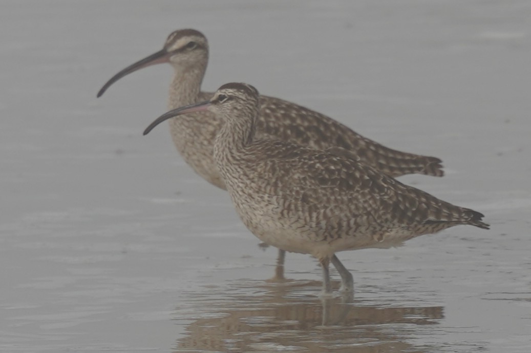 Whimbrel - ML644087659