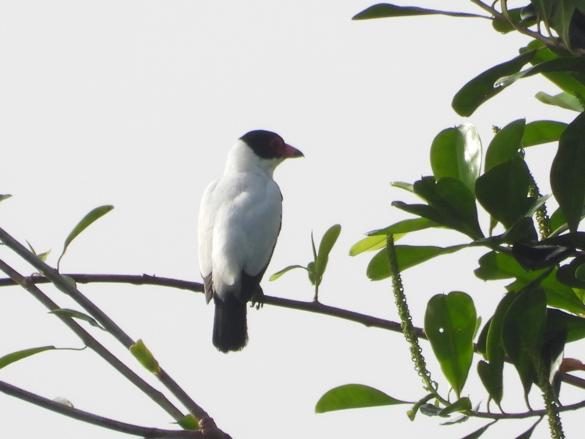 Black-tailed Tityra - ML644087664