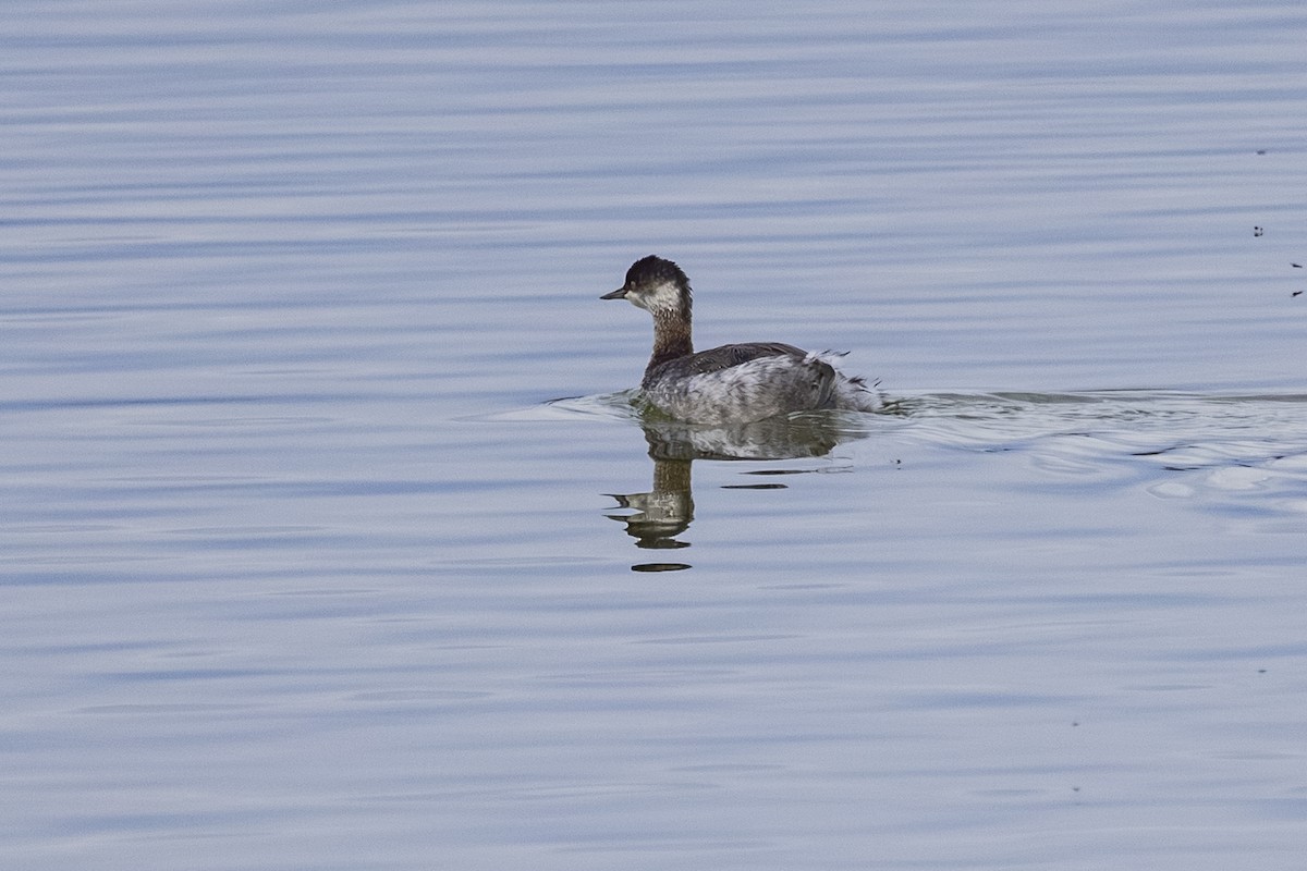 Eared Grebe - ML644087670